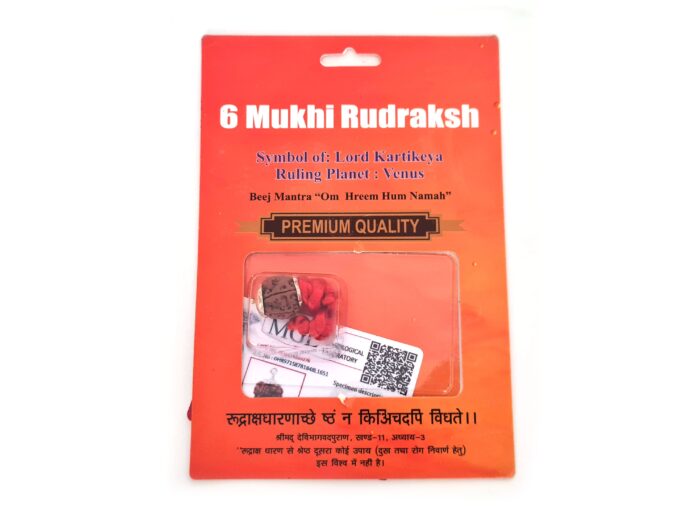 Pingente de Rudraksha de 6 faces (Mukhi) com certificado (Lord Kartikeya)