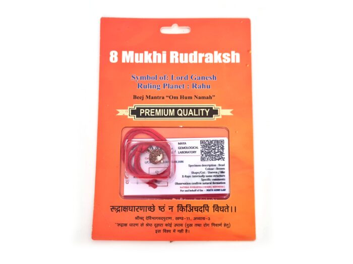 Pingente de Rudraksha de 8 faces (Mukhi) com certificado (Ganesha)