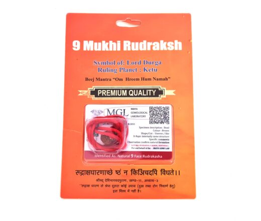 Pingente de Rudraksha de 9 faces (Mukhi) com certificado (Durga)