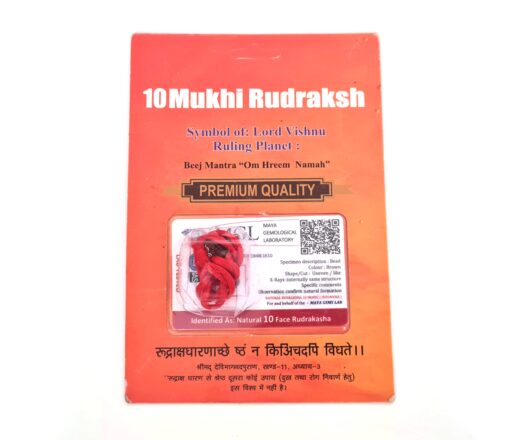 Pingente de Rudraksha de 10 faces (Mukhi) com certificado (Vishnu)